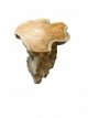 628 Plantenstaander in Teak Root (50 x 50 x 50 cm)