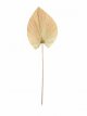 631 Gedroogd Palmblad (ca. 105 x 30 cm)