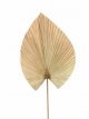 631 Gedroogd Palmblad (ca. 105 x 30 cm)
