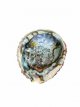 ABA Abalone schelp