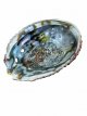 ABA Abalone schelp