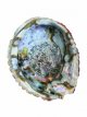 ABA Abalone schelp