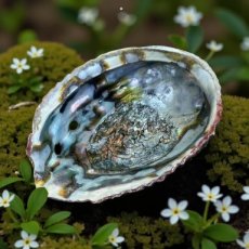ABA Abalone schelp