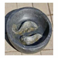 AN76 Schaal Koi 50cm
