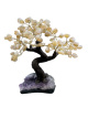 BRA03 Levensboom Citrien – ca. 25 cm
