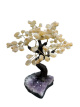 BRA03 Levensboom Citrien – ca. 25 cm