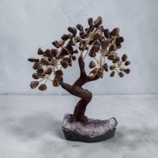 BRA03 Levensboom met Tijgeroog 25/30cm