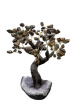 BRA03 Levensboom Tijgeroog – ca. 25 cm