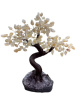 BRA04 Levensboom Citrien – ca. 40 cm