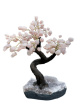 BRA04 Levensboom Rozenkwarts – ca. 40 cm