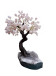 BRA04 Levensboom Rozenkwarts – ca. 40 cm