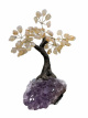 BRA25 Levensboom Citrien – ca. 20 cm