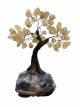 BRA25 Levensboom Citrien – ca. 20 cm