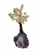 BRA25 Levensboom Citrien – ca. 20 cm