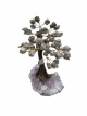 BRA25 Levensboom Pyriet – ca. 20 cm
