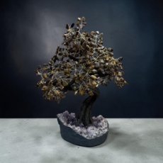 BRA26 Levensboom met Tijgeroog 50/60cm