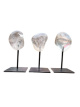 EDEVOROO Rookkwarts op voet – ca. 9–10 cm