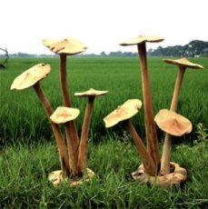 HJA03 Paddenstoelengroep op Lange Stelen 45cm