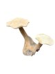 HJA07 Teak Vrije-Vorm Blok met Twee Paddenstoelen 35cm