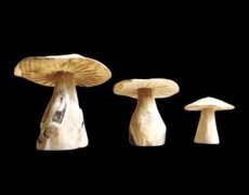 HJA18 Champignon en Bois Flotté  20cm