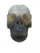 KR283 Kristallen Schedel - Agaat geode - 11.5 x 10.5 x 15 cm