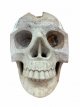 KR311 Kristallen Schedel - Koraal steen - 33.5 x 25 x 38 cm