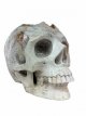KR311 Kristallen Schedel - Koraal steen - 33.5 x 25 x 38 cm