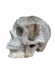 KR311 Kristallen Schedel - Koraal steen - 33.5 x 25 x 38 cm
