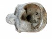 KR311 Kristallen Schedel - Koraal steen - 33.5 x 25 x 38 cm