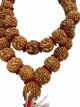 MAL29 Mala Rudraksha