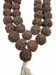 MAL30 Mala Rudraksha