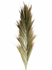 RAY03 Rayung Decoratieve Pluim – 210 cm