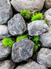 RUWLEP Lepidoliet - Ruw ca. 4cm